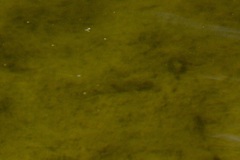 Cottus bairdii