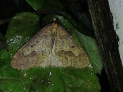 Erannis defoliaria