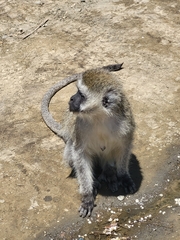 Chlorocebus pygerythrus