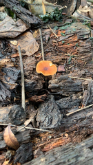 Heimiomyces tenuipes