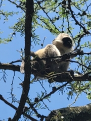 Chlorocebus pygerythrus