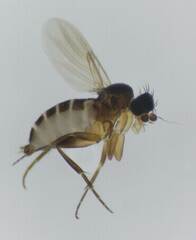 Phoridae