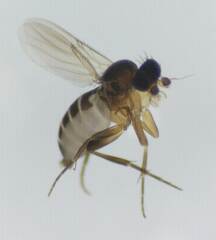 Phoridae