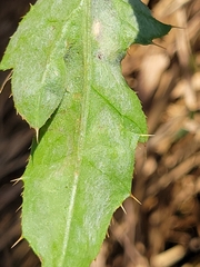 Phytomyza spinaciae