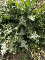 Verbascum sinuatum