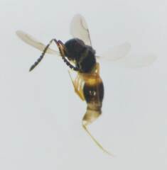 Ceraphronidae