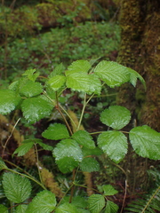 Rubus spectabilis