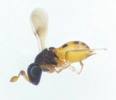 Scelioninae