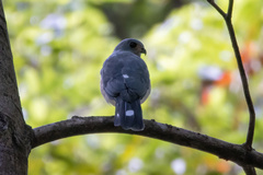 Accipiter trinotatus