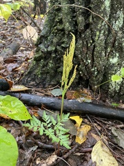 Sceptridium dissectum