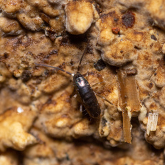 Tomocerinae