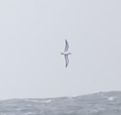 Procellariidae