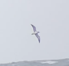 Procellariidae