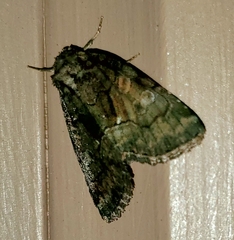 Chytonix palliatricula