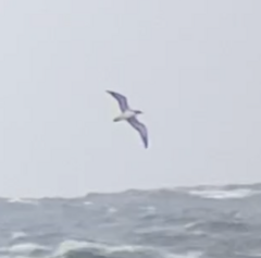 Procellariidae