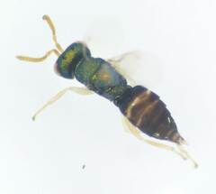 Entedoninae