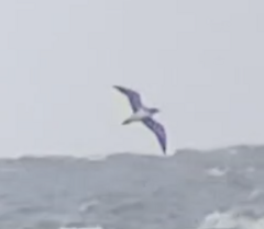 Procellariidae