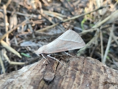 Compsoptera opacaria