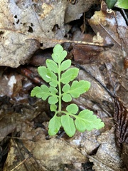 Sceptridium oneidense