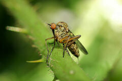 Empis livida