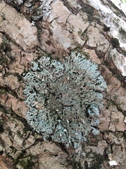 Heterodermia hypoleuca