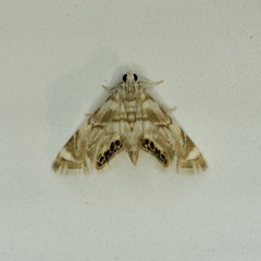 Eoparargyractis plevie