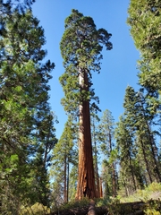 Sequoiadendron giganteum