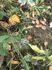 Symphyotrichum ciliolatum