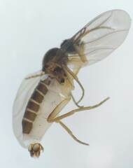 Phoridae