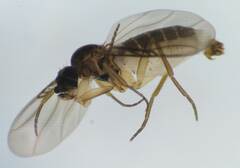 Phoridae