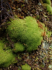 Tortella