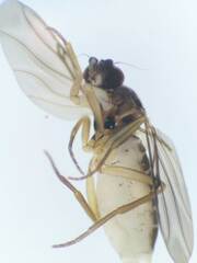 Phoridae
