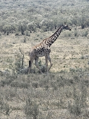 Giraffa camelopardalis tippelskirchi