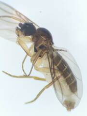 Phoridae
