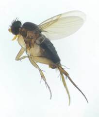 Phoridae