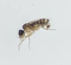 Phoridae