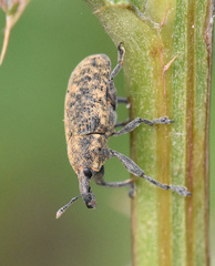 Larinus carlinae