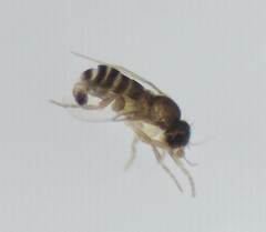 Phoridae