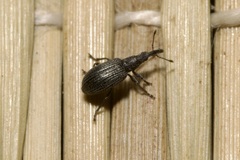 Stenopterapion tenue