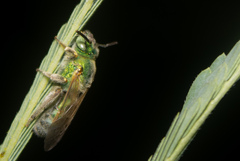 Agapostemon angelicus