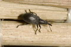 Stenopterapion tenue