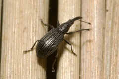 Stenopterapion tenue