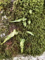Asplenium rhizophyllum