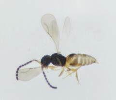 Ceraphronidae