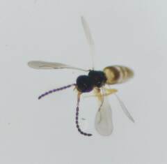 Ceraphronidae