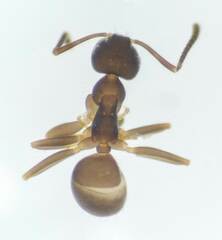 Lasius americanus