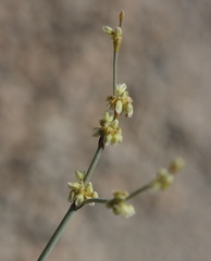 Eriogonum brachyanthum