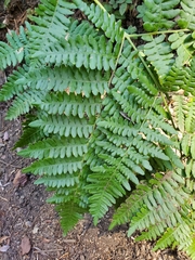 Dryopteris arguta