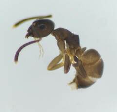 Lasius americanus