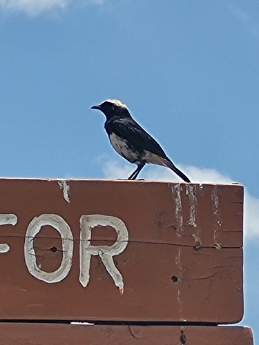 Abyssinian Wheatear (Oenanthe lugubris), photo 9